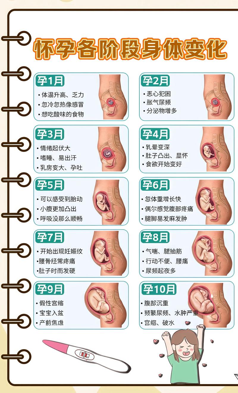 揭秘供卵代孕妈妈怀孕小腹分两节，孕期变化的奥秘宁德代生机构: